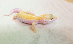 Decotop_Pantanal_Эублефар_White-and-yellow-tremper-albino