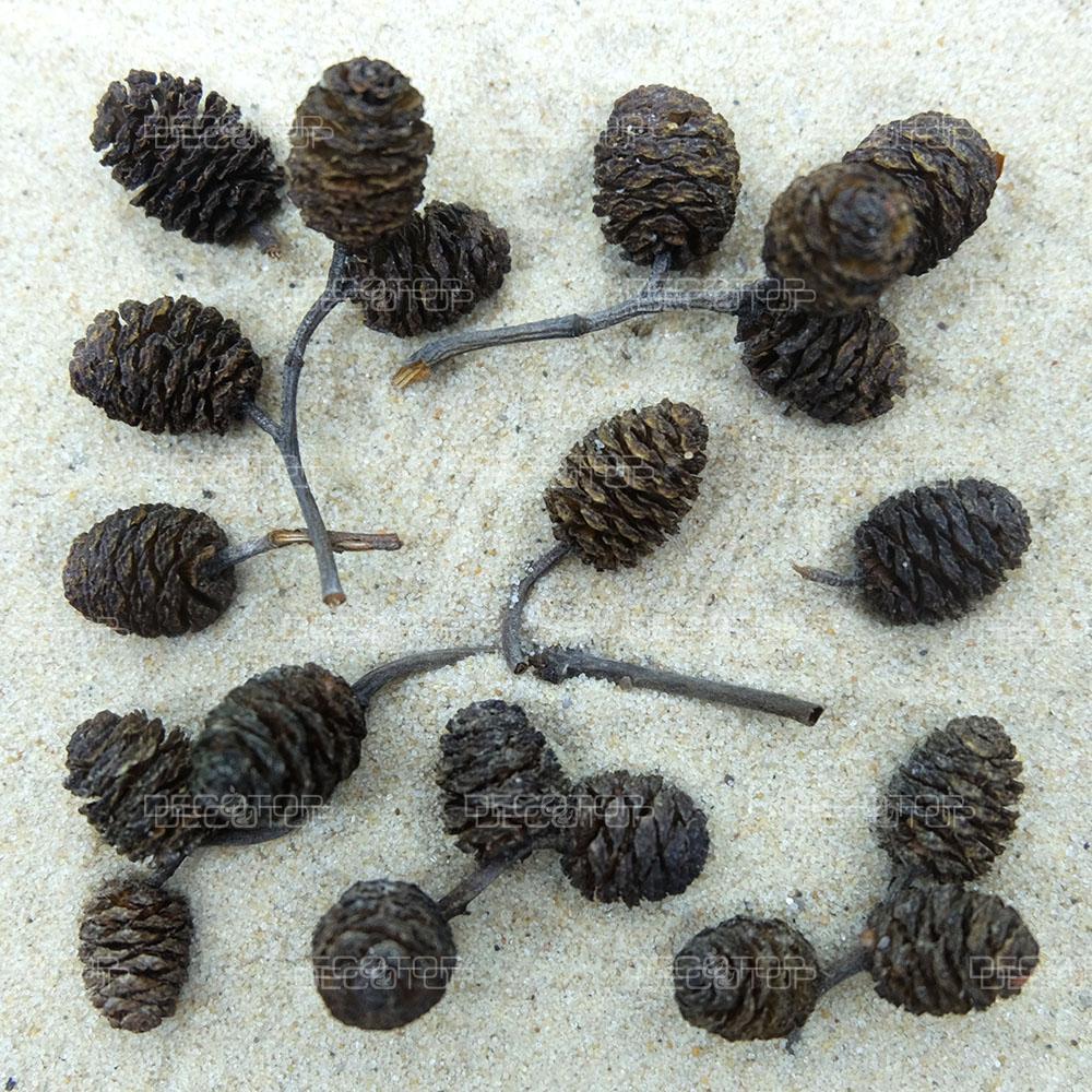 DECOTOP Alder Cones S – Шишки ольхи 15-20 мм, 20 шт.