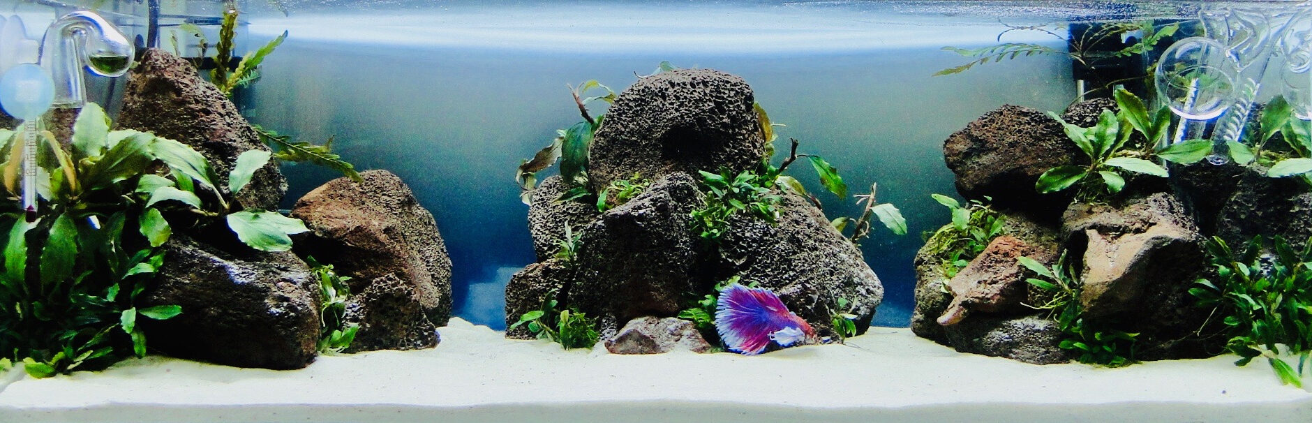 Маленький аквариум и рыбка петушок. Особенности оформления - DECOTOP.RU
