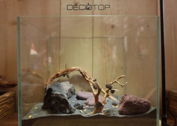 DECOTOP-Bio_Space-13L-(20)-