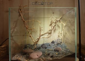 DECOTOP-Bio_Space-13L-(8)-